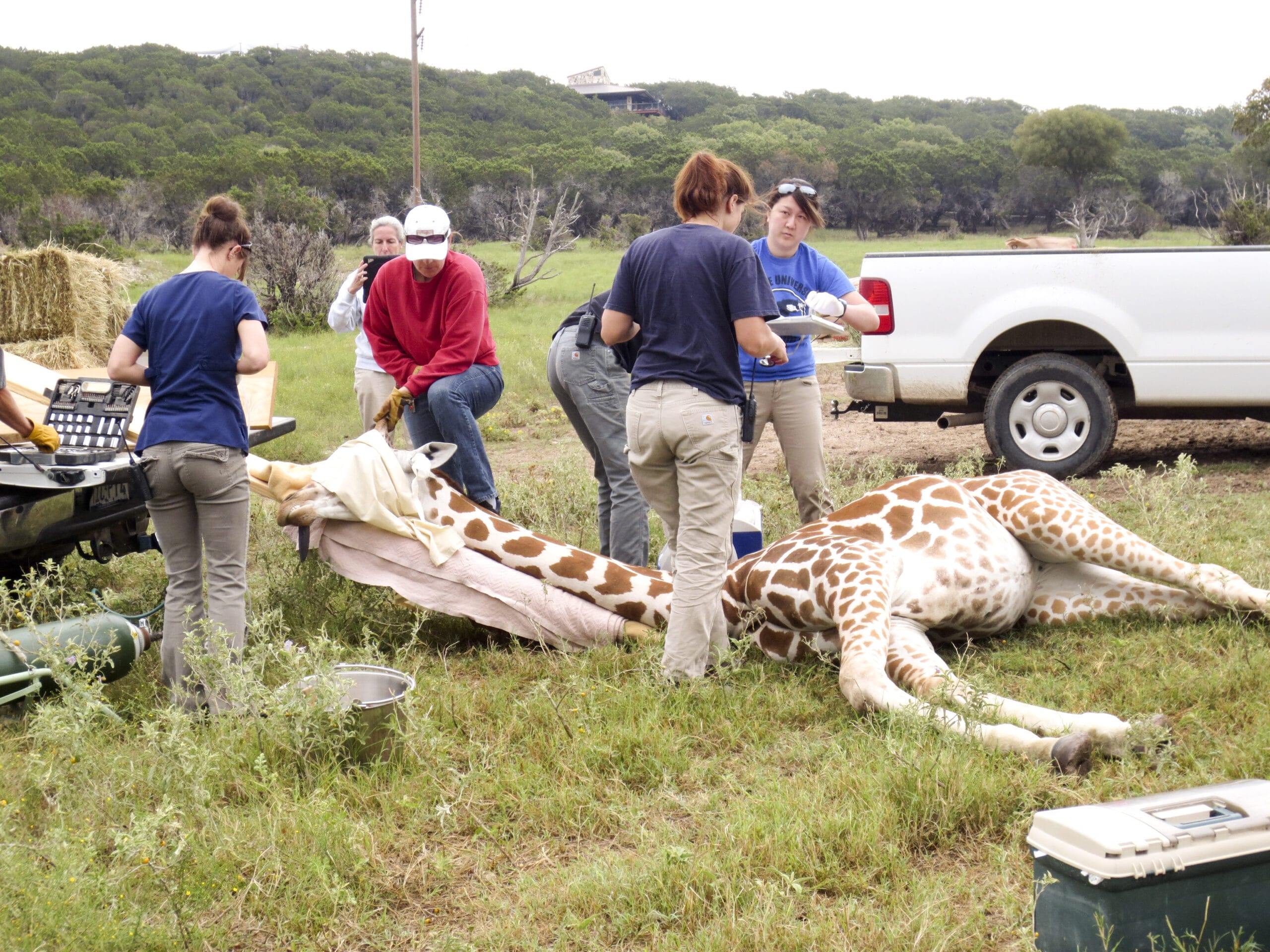 Animal Capture and Restraint | Chemical - Fossil Rim Wildlife Center