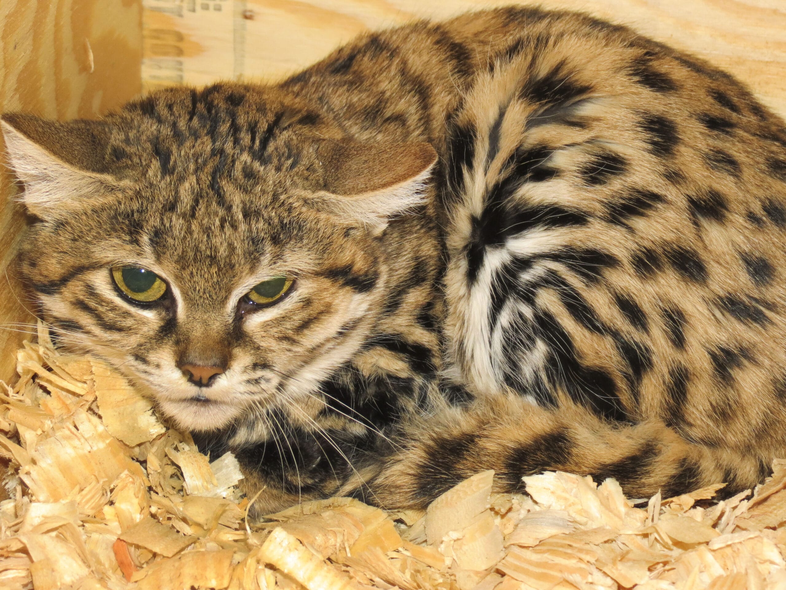 Announcing! Black-footed Cats - Fossil Rim Wildlife Center