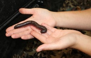 African giant millipede