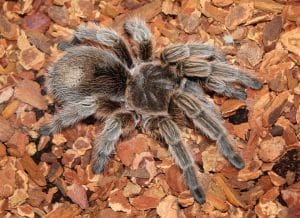 Chilean rose-haired tarantula