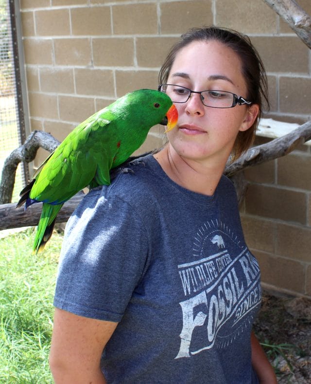 Eclectus parrot