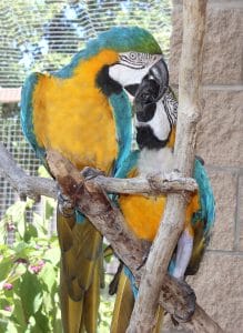 George and Millie B and G Macaw