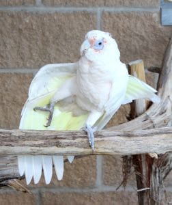 Hobo the Bare-Eyed Cockatoo