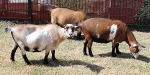 Nigerian dwarf goats