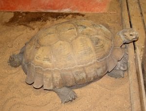 Ralph A S Tortoise