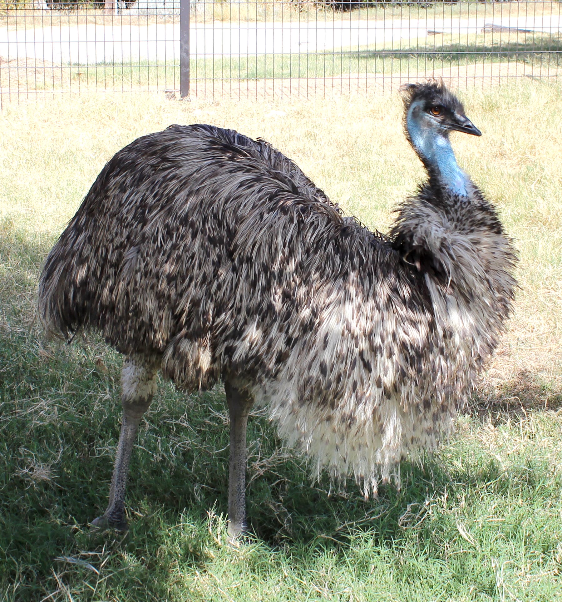 Ume the Emu