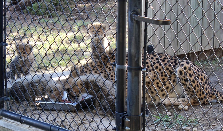 Asanti and cubs eating