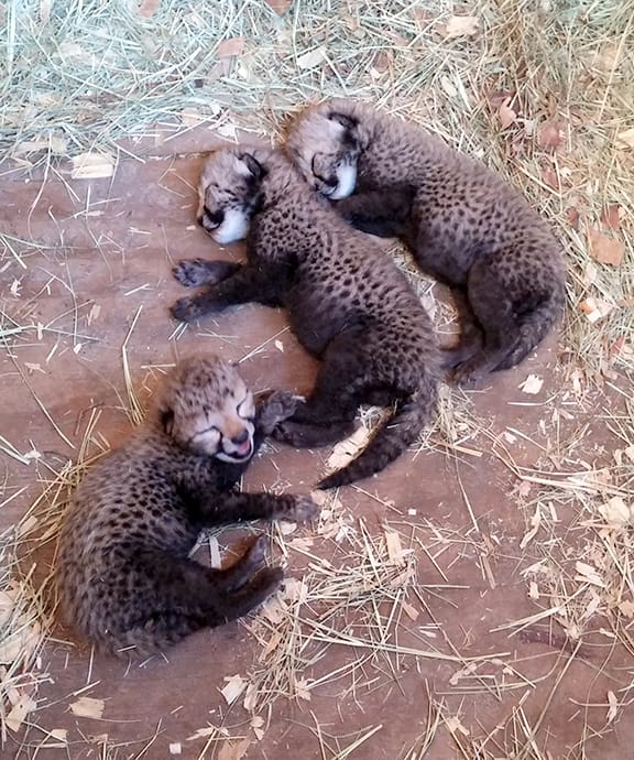 baby Gracie cubs