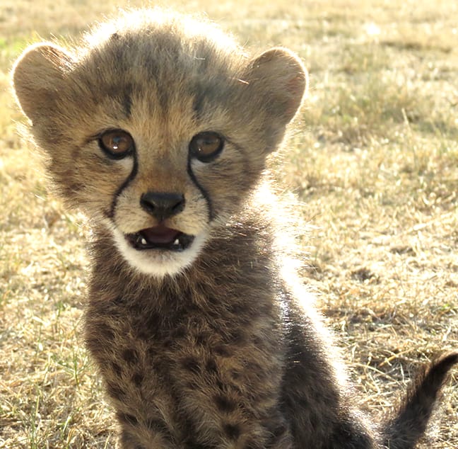 curious Gracie cub