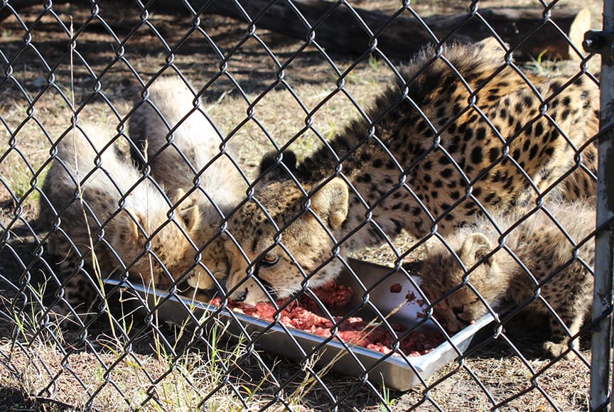 Gracie and cubs eating