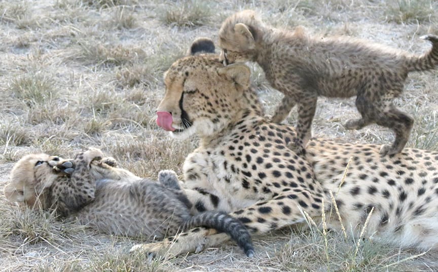 Gracie cubs playing 2