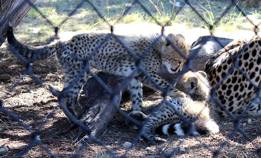 Gracie cubs playing