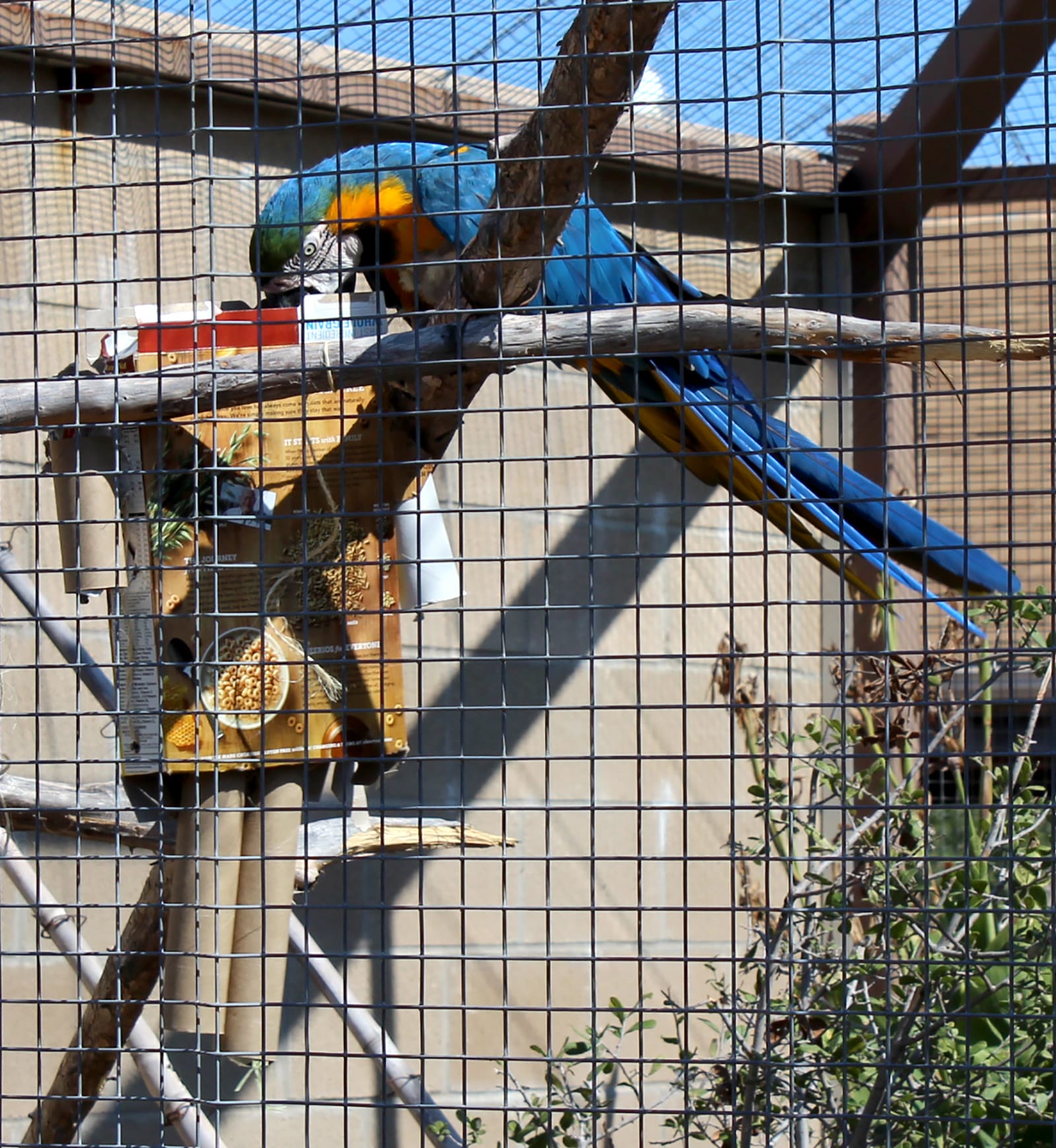 macaw plays with toy