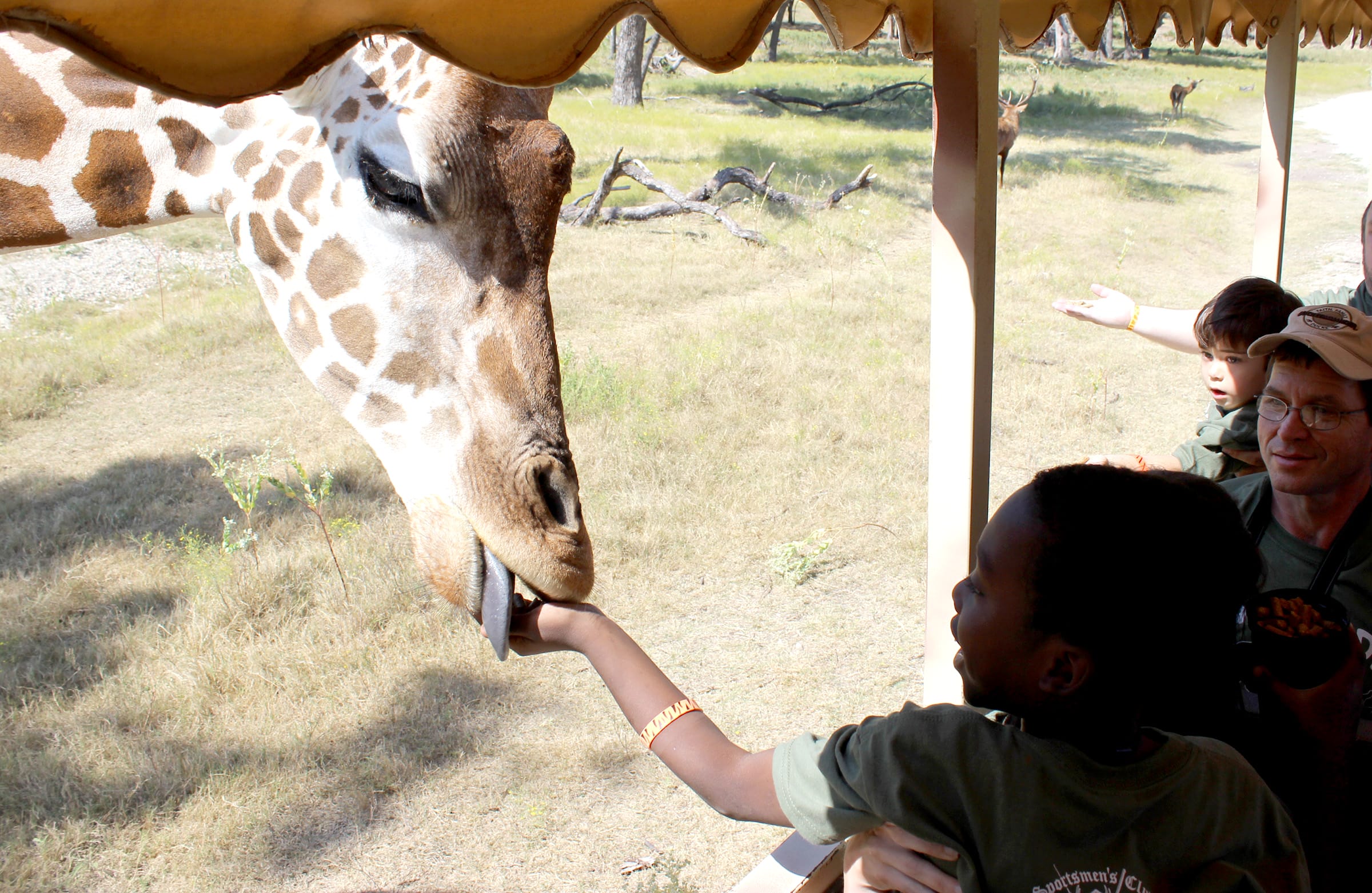 we feed giraffe