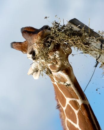 giraffe eats alfalfa
