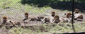 checking out cheetahs