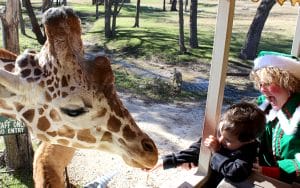 Dillinger feeds giraffe