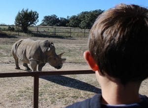 Gracelyn brother sees white rhino