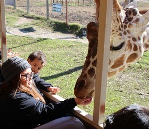 Jacey feeds giraffe