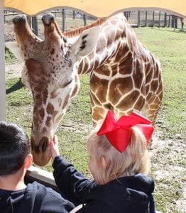 pet the giraffe