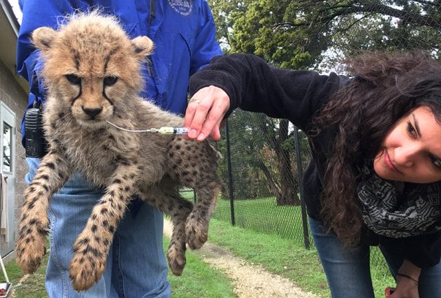 Rima and cheetah