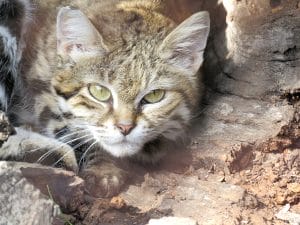 Black footed cat Dec 2015