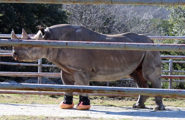 Coco outside with boots