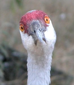 Sandhill crane Aug 2005