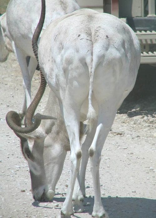 Addax score 9