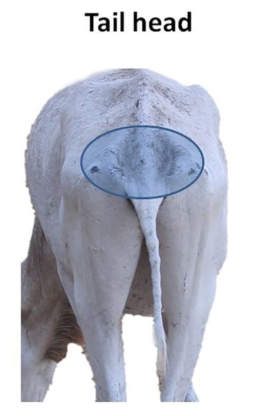Addax tail head