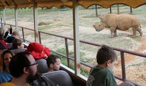 white-rhino-on-tour
