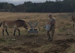 mike-and-p-horse