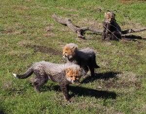 3-cubs-standing