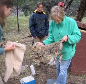 Cheetah cub neonate exam