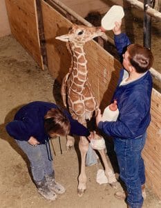 mary-jo-darryl-giraffe