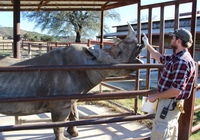 rhino-training