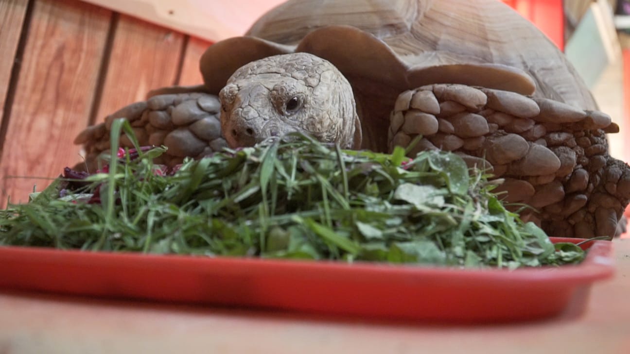 African spurred 2024 tortoise food