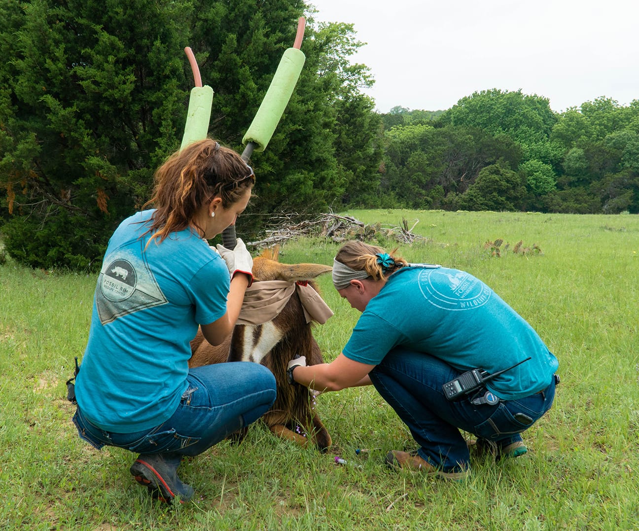 Vet Tech Discusses Intern To Staff Advancement Fossil Rim