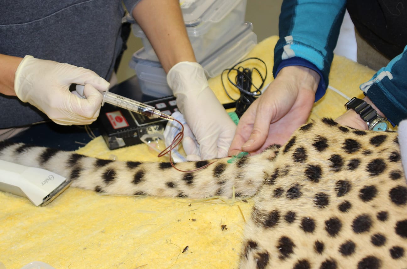 Cheetah Specialist Embraces Her Animal Care Adventure - Fossil Rim Wildlife Center Cheetah Specialist Embraces Her Animal Care Adventure - Fossil Rim Wildlife Center