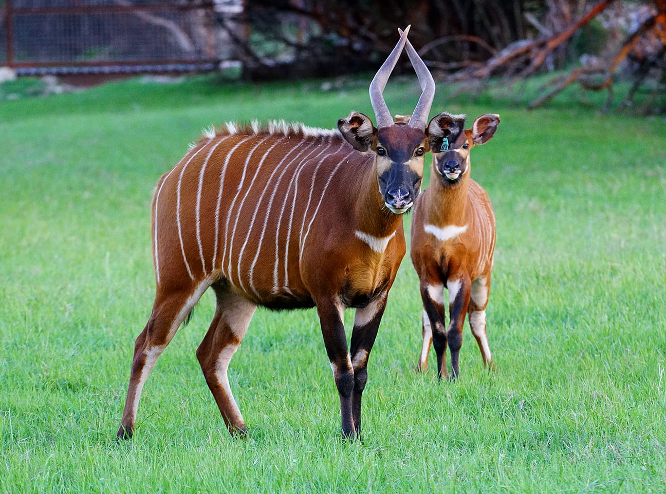 Mountain Bongo: ความงามของบัฟเฟอร์Mountain Bongo: ความงามของบัฟเฟอร์  