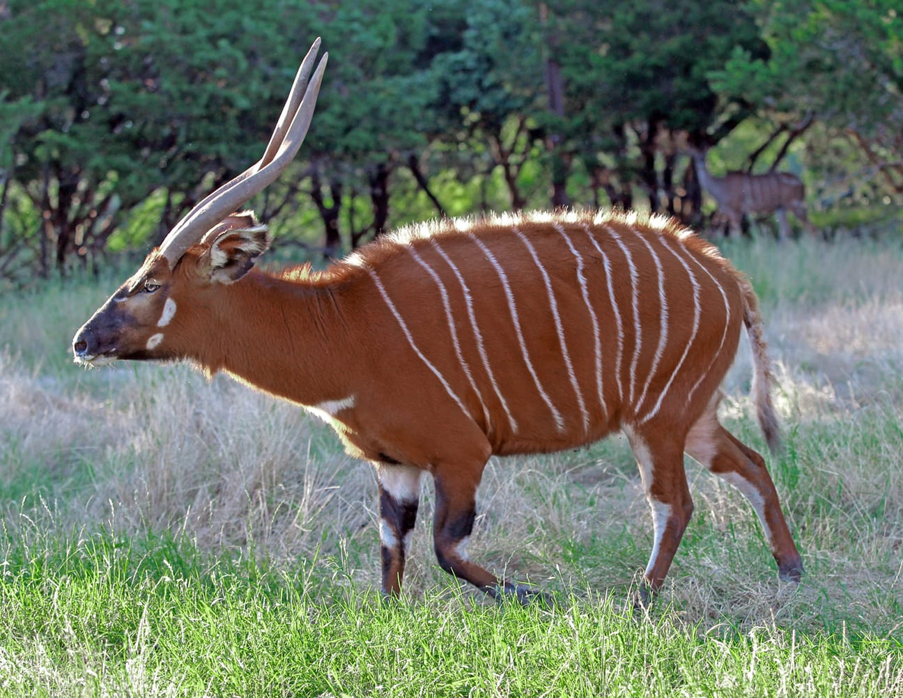 Mountain Bongo: ความงามของบัฟเฟอร์Mountain Bongo: ความงามของบัฟเฟอร์  