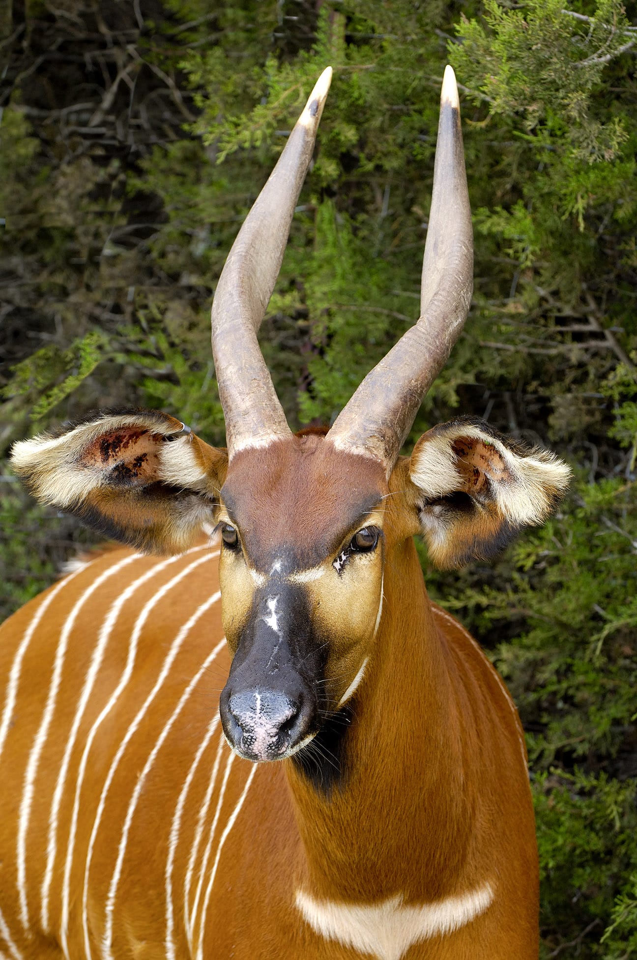 Mountain Bongo: ความงามของบัฟเฟอร์Mountain Bongo: ความงามของบัฟเฟอร์  