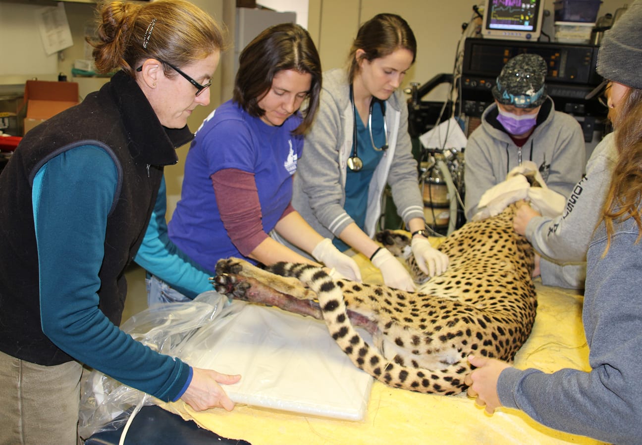 Haefele Highlights Some Positives At Fossil Rim in 2020 - Fossil Rim  Wildlife Center