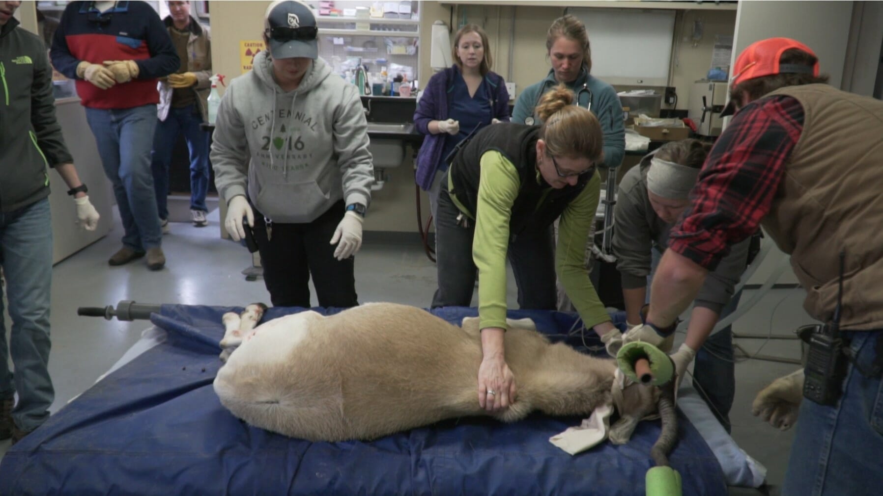 An addax antelope under anesthesia, surrounded by animal and vet staff. Laying on the procedure table in our vet clinic.