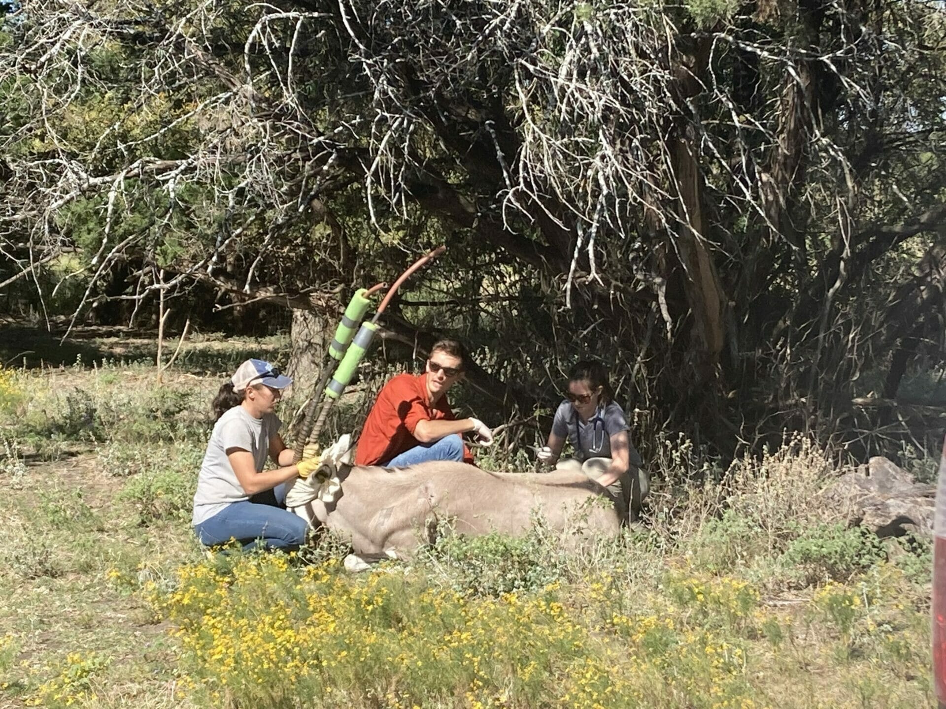 The image contains a gemsbok  under anesthesia with three vet and animal staff who will be administering an oral deworming drug.  
