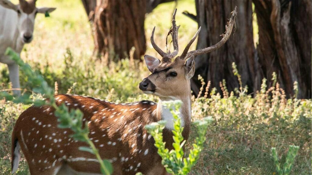 Axis Deer Fossil Rim Wildlife Center