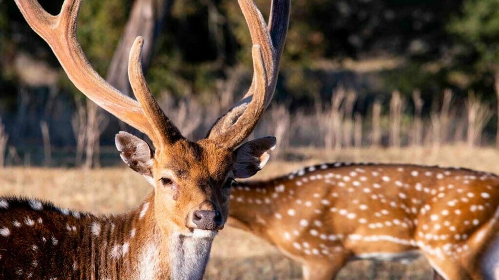 Axis Deer Fossil Rim Wildlife Center