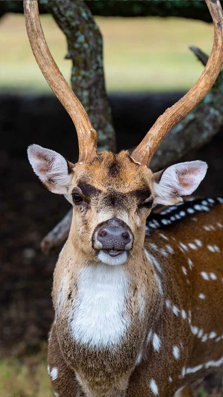 Axis Deer Fossil Rim Wildlife Center