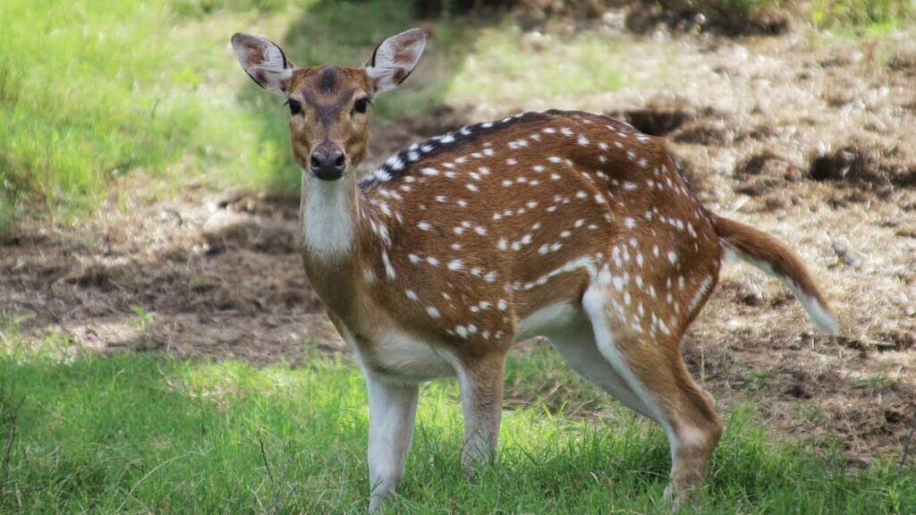 Axis Deer Fossil Rim Wildlife Center