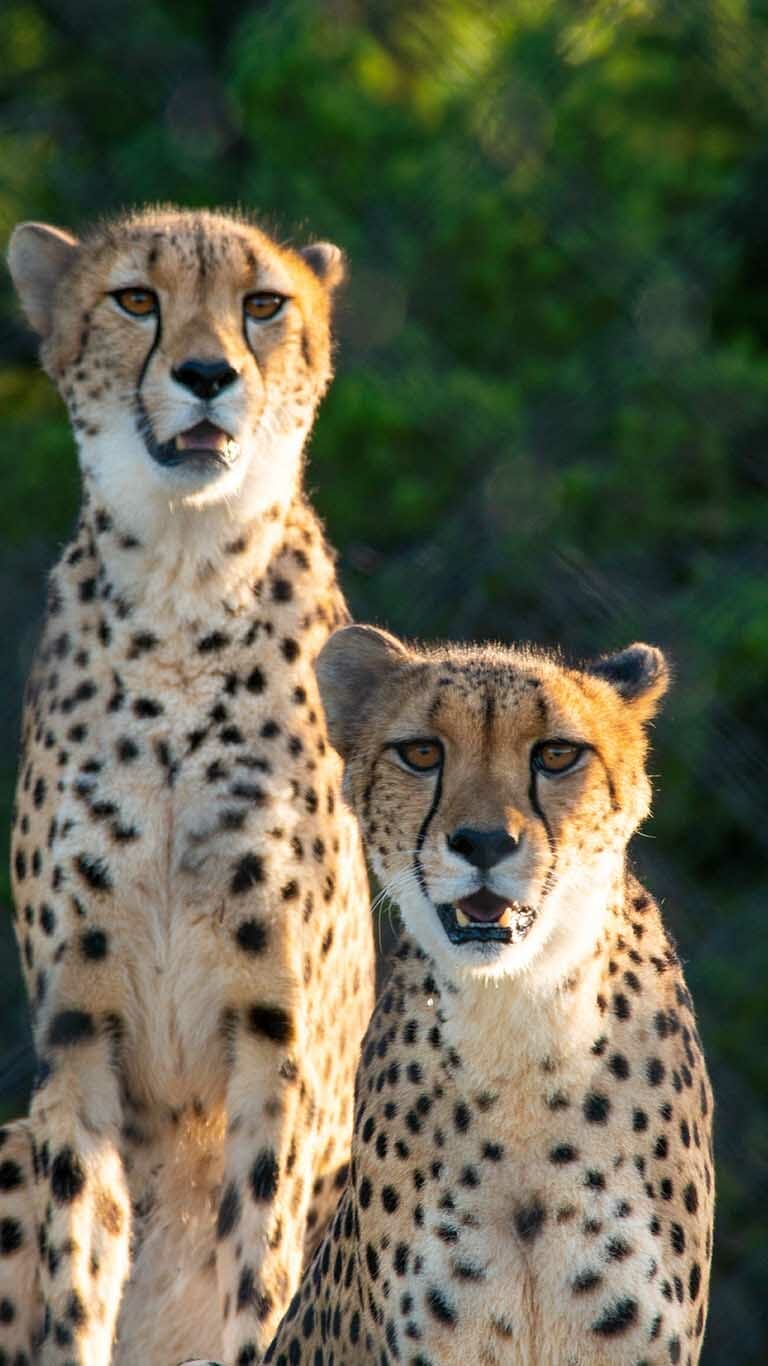 Cheetah - Fossil Rim Wildlife Center